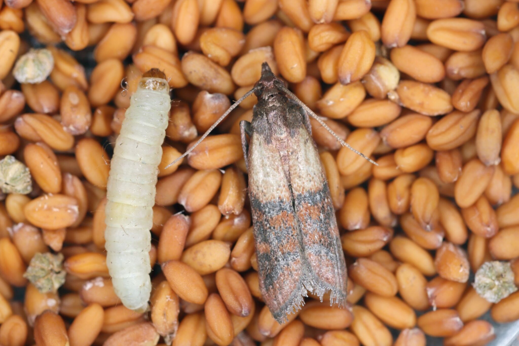 Møll og larve i matvarer